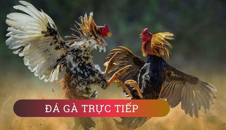 Tructiepdaga Vegas79